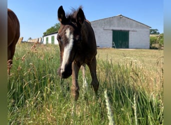 Hannoveraner, Hengst, Fohlen (04/2025), Rappe