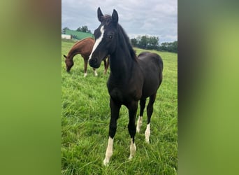 Hannoveraner, Hengst, Fohlen (04/2025), Rappe