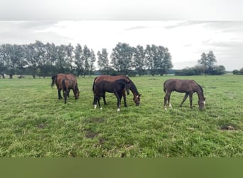 Hannoveraner, Hengst, Fohlen (03/2023), Rotschimmel