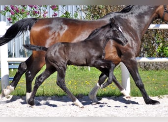 Hannoveraner, Hengst, , Schimmel