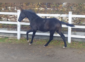 Hannoveraner, Hengst, Fohlen (05/2023), Schimmel