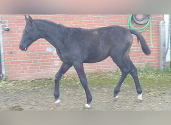 Hannoveraner, Hengst, Fohlen (05/2023), Schimmel