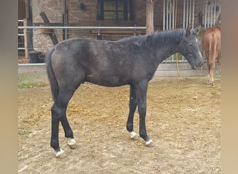 Hannoveraner, Hengst, Fohlen (05/2023), Schimmel