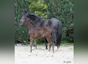 Hannoveraner, Hengst, , Schwarzbrauner