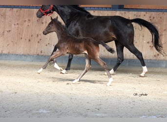 Hannoveraner, Hengst, , Schwarzbrauner