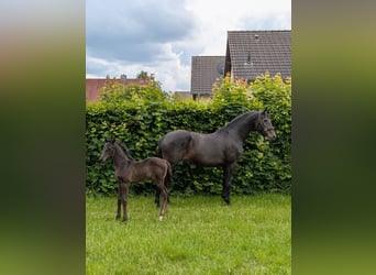 Hannoveraner, Hengst, Fohlen (05/2026), Schwarzbrauner