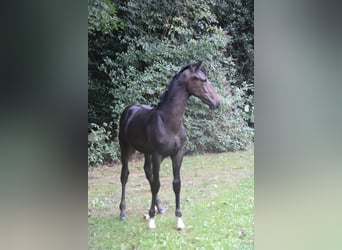 Hannoveraner, Hengst, Fohlen (04/2026), Schwarzbrauner