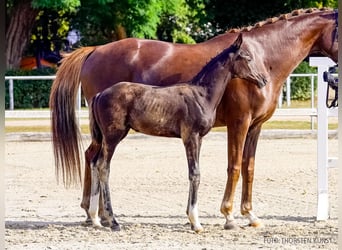 Hannoveraner, Hengst, Fohlen (06/2026), Schwarzbrauner