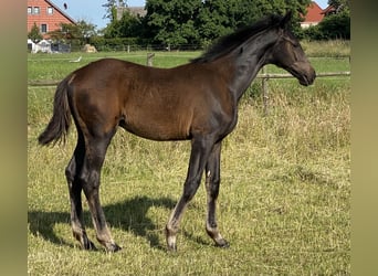 Hannoveraner, Hengst, , Schwarzbrauner