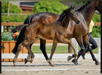 Hannoveraner, Hengst, , Schwarzbrauner