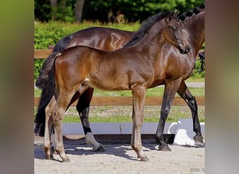 Hannoveraner, Hengst, , Schwarzbrauner
