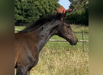 Hannoveraner, Hengst, , Schwarzbrauner