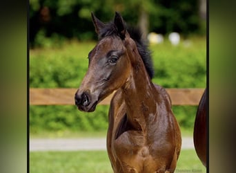Hannoveraner, Hengst, , Schwarzbrauner