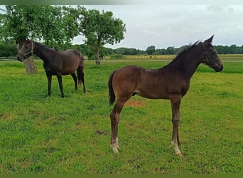 Hannoveraner, Hengst, , Schwarzbrauner