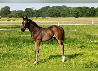 Hannoveraner, Hengst, , Schwarzbrauner