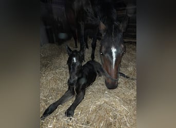 Hannoveraner, Hengst, , Schwarzbrauner