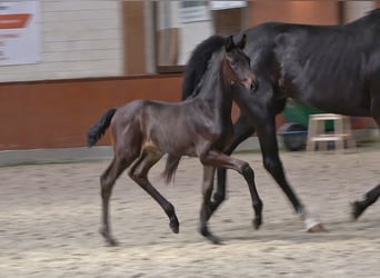 Hannoveraner, Hengst, Fohlen (05/2026), Schwarzbrauner