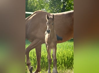 Hannoveraner, Hengst, , Schwarzbrauner