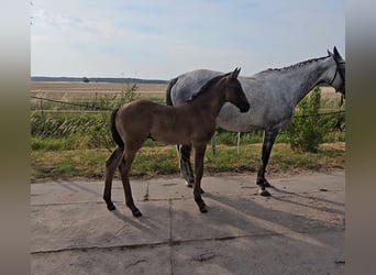 Hannoveraner, Hengst, Fohlen (05/2026), Schwarzbrauner
