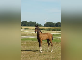 Hannoveraner, Hengst, Fohlen (05/2026), Schwarzbrauner