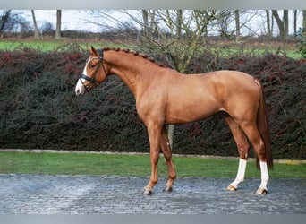 Hannoveraner, Hengst, 3 Jahre, 169 cm, Fuchs