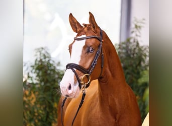 Hannoveraner, Hengst, 3 Jahre, 165 cm, Fuchs