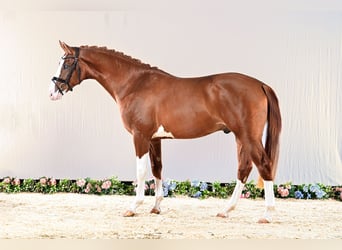 Hannoveraner, Hengst, 3 Jahre, 165 cm, Fuchs