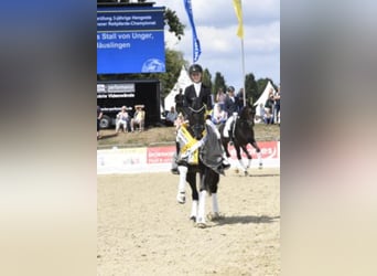 Hannoveraner, Hengst, 10 Jahre, 172 cm, Rappe
