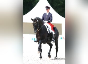 Hannoveraner, Hengst, 28 Jahre, 171 cm, Rappe