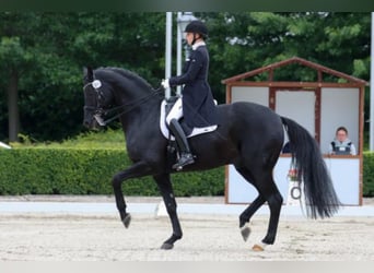 Hannoveraner, Hengst, 18 Jahre, 171 cm, Rappe