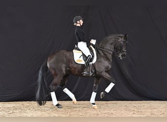 Hannoveraner, Hengst, 10 Jahre, 172 cm, Rappe
