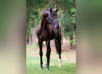 Hannoveraner, Hengst, 9 Jahre, 173 cm, Rappe