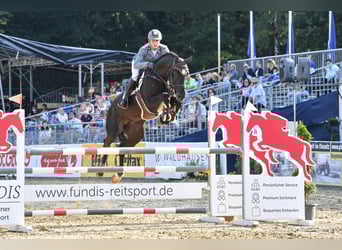 Hannoveraner, Hengst, 9 Jahre, 173 cm, Rappe