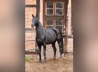 Hannoveraner, Hengst, 28 Jahre, 171 cm, Rappe