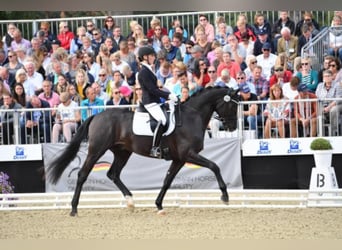 Hannoveraner, Hengst, 10 Jahre, 172 cm, Rappe