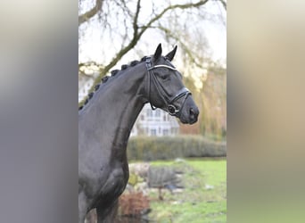 Hannoveraner, Hengst, 10 Jahre, 172 cm, Rappe