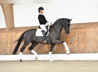 Hannoveraner, Hengst, 10 Jahre, 172 cm, Rappe