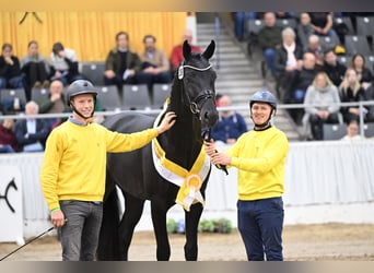 Hannoveraner, Hengst, 3 Jahre, 168 cm, Rappe