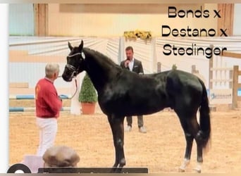 Hannoveraner, Hengst, 6 Jahre, 171 cm, Rappe