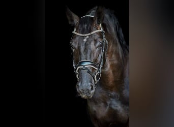 Hannoveraner, Hengst, 11 Jahre, 180 cm, Rappe