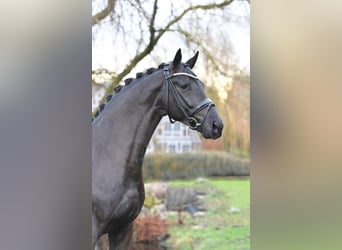 Hannoveraner, Hengst, 10 Jahre, 172 cm, Rappe