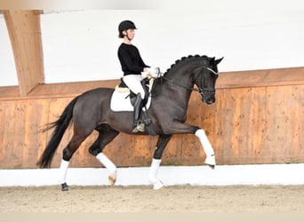 Hannoveraner, Hengst, 10 Jahre, 172 cm, Rappe