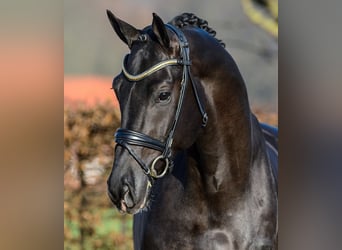Hannoveraner, Hengst, 7 Jahre, 176 cm, Schwarzbrauner