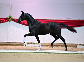 Hannoveraner, Hengst, 4 Jahre, 170 cm, Schwarzbrauner