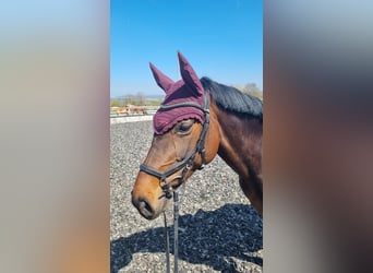 Hannoveraner, Stute, 10 Jahre, 160 cm, Dunkelbrauner