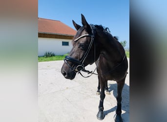 Hannoveraner, Stute, 10 Jahre, 160 cm, Schwarzbrauner