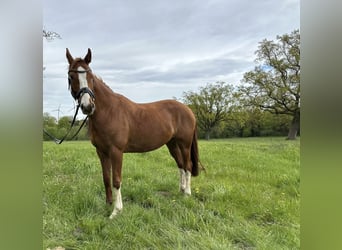 Hannoveraner, Stute, 10 Jahre, 161 cm, Fuchs