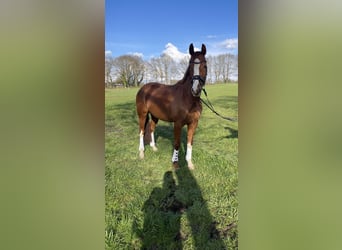 Hannoveraner, Stute, 10 Jahre, 161 cm, Fuchs