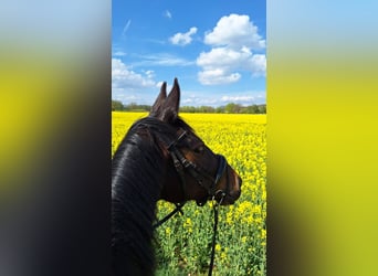 Hannoveraner, Stute, 10 Jahre, 162 cm, Brauner