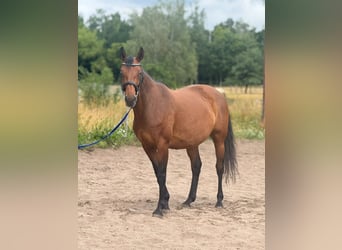 Hannoveraner, Stute, 10 Jahre, 162 cm, Brauner